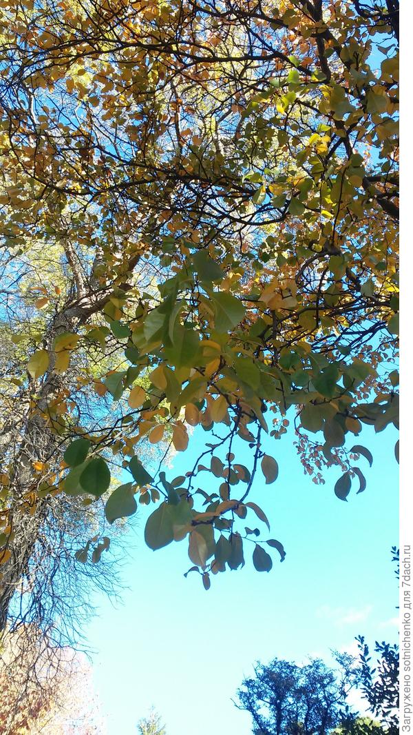 Листья.Плоды крупные желтые.