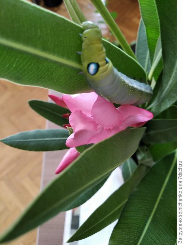 Вот такая гусеница!К сожалению питается исключительно листьями олеандра.