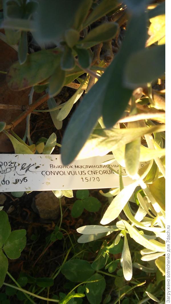 Как то так перевели на русский,маркетинговый ход.