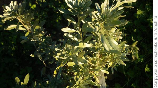 Невысокие полукустарнички 40-50 см.