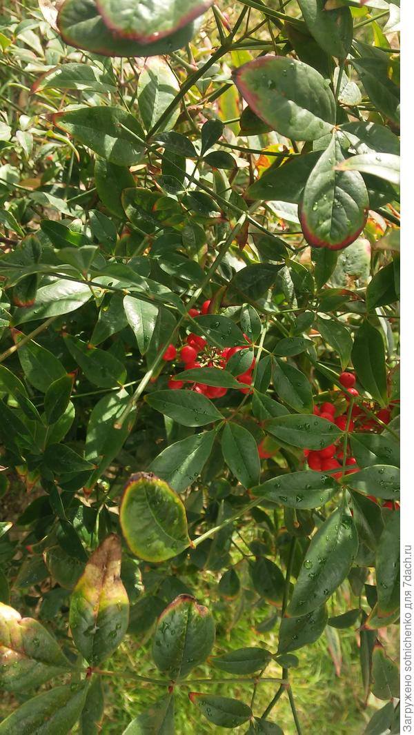 Вчерашнее фото нандины домашней.