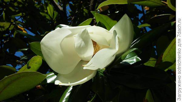 Цветение магнолии крупноцветковой в Гурзуфе этим летом.