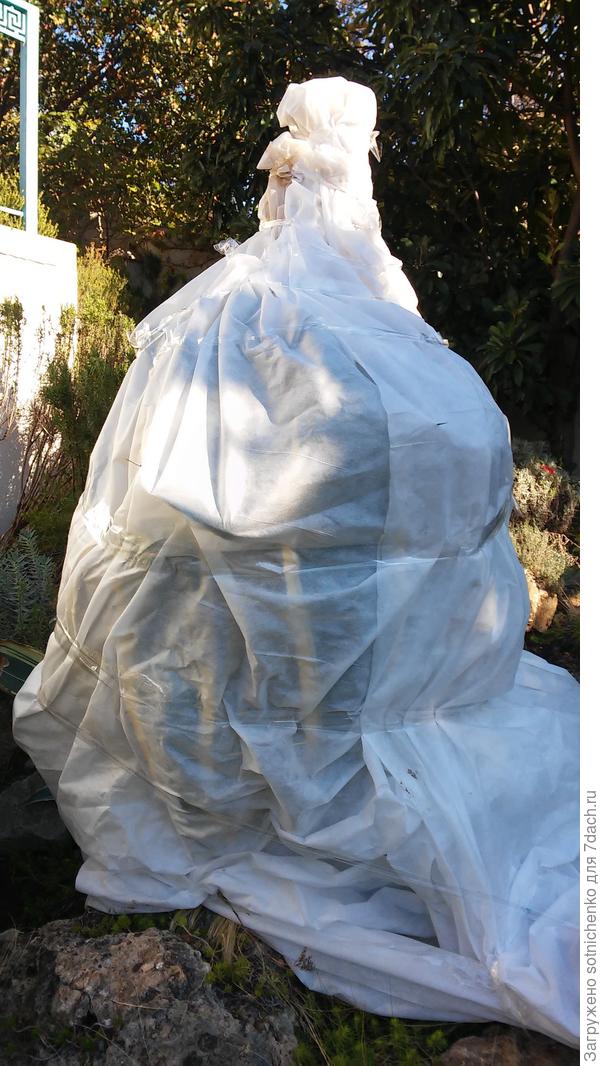 Обещали ночные заморозки до -1 С.Середина ноября этого года.