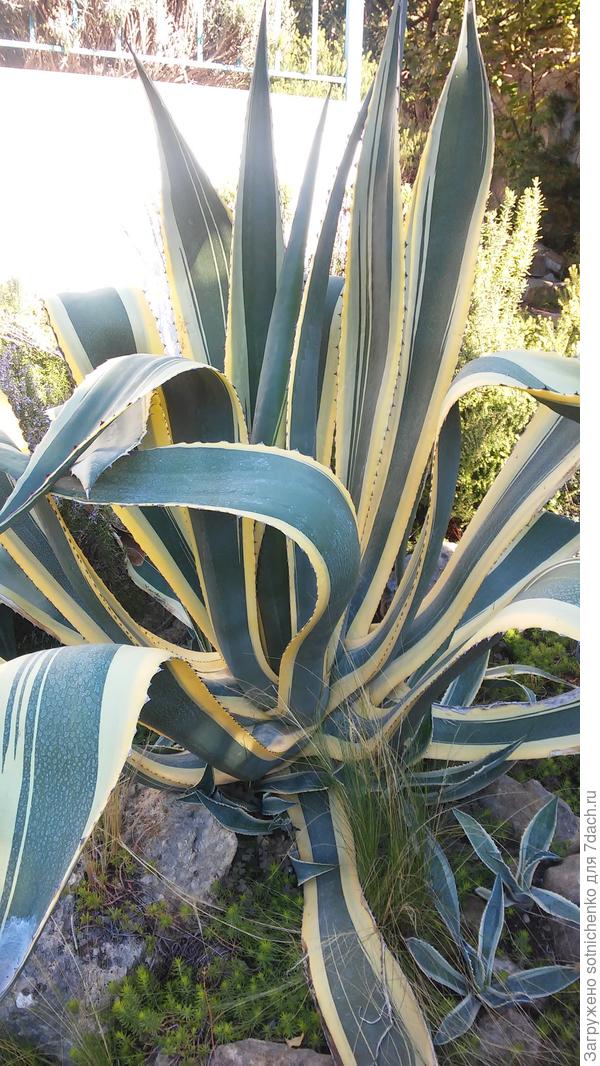 Агава. Не терпит излишеств влаги зимой.