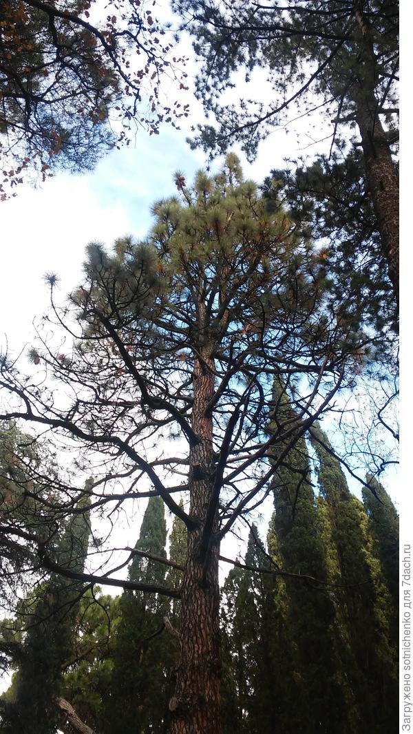 Если присмотреться видно шишки верху!