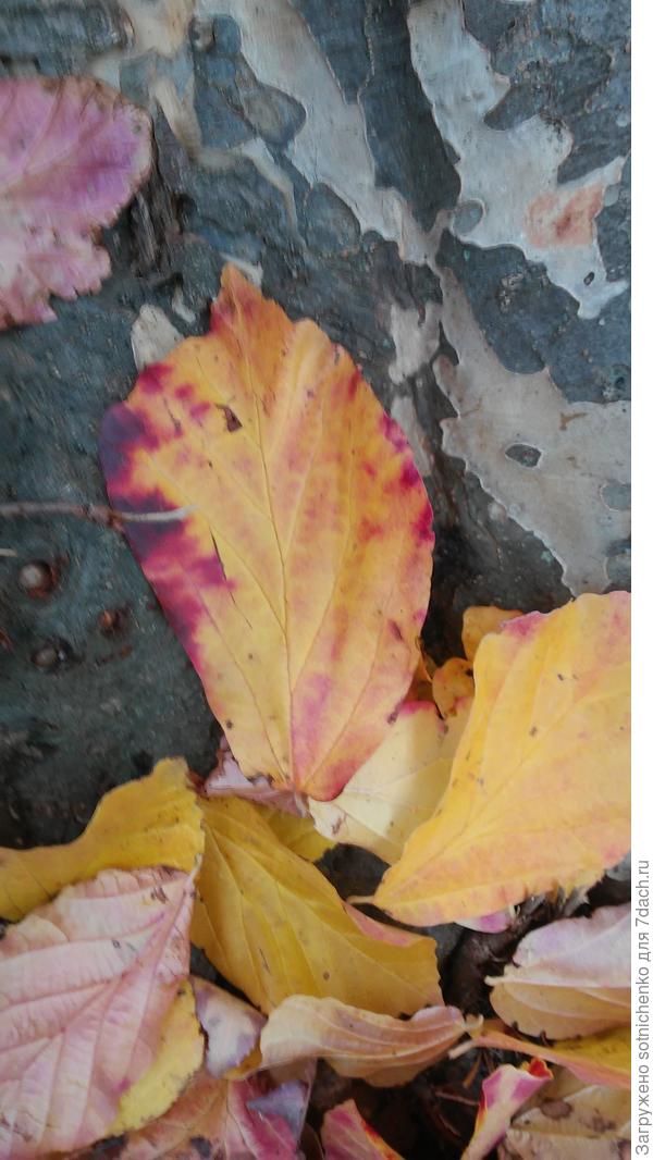 Опавшие листья.