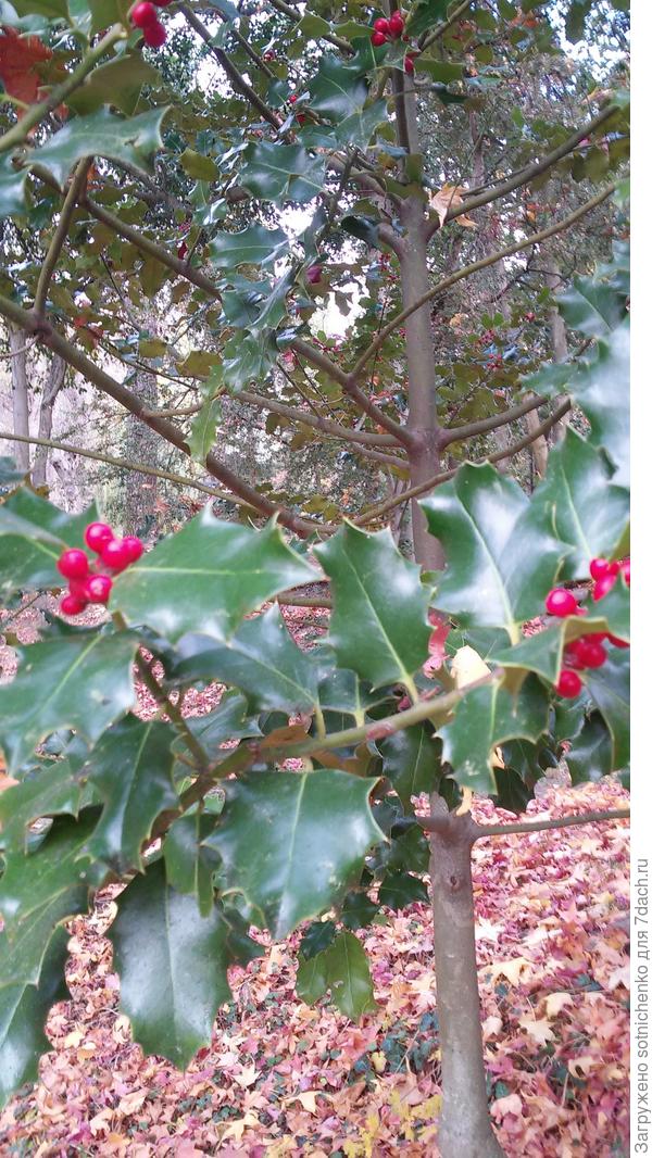 Предположительно падуб остролистный. Вчерашнее фото.