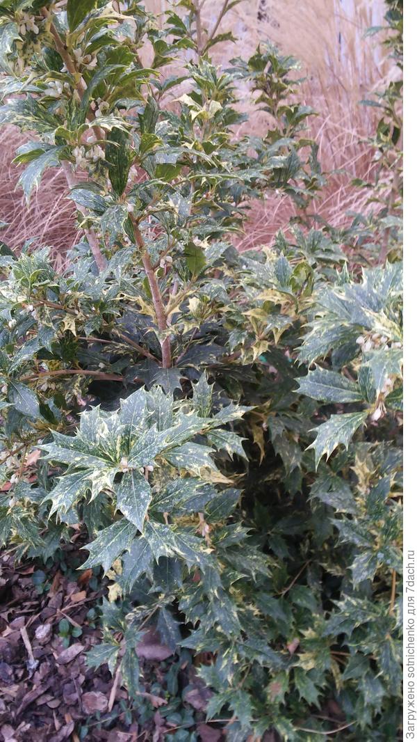 Сегодняшние фото. Османтус разнолистный.Зацвел.