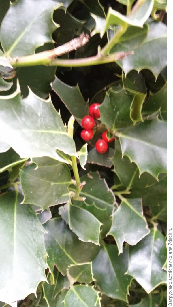 Падуб остролистный старожил парка&quot;Морской&quot;.