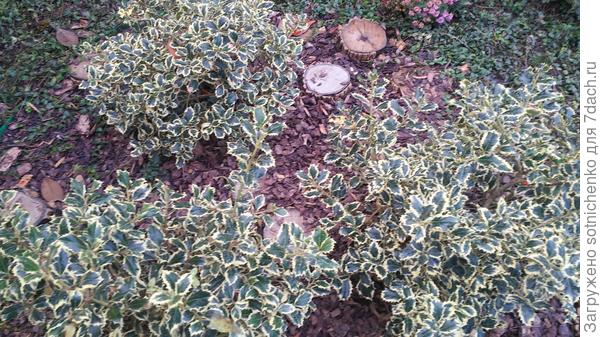 Падуб остролистный.Посадка лето этого года.