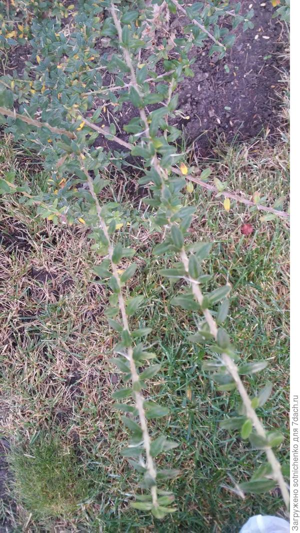 Листья.Кизильник ли это вообще.