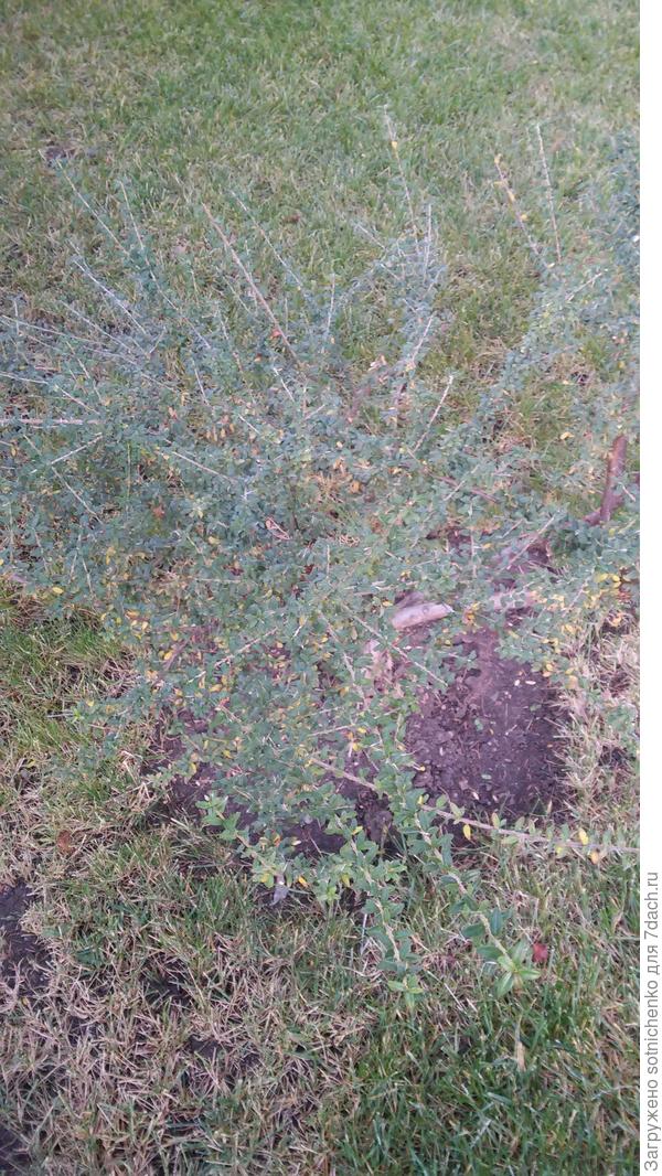 Общий вид,рыхлый невысокий кустарник.11.12.2020.