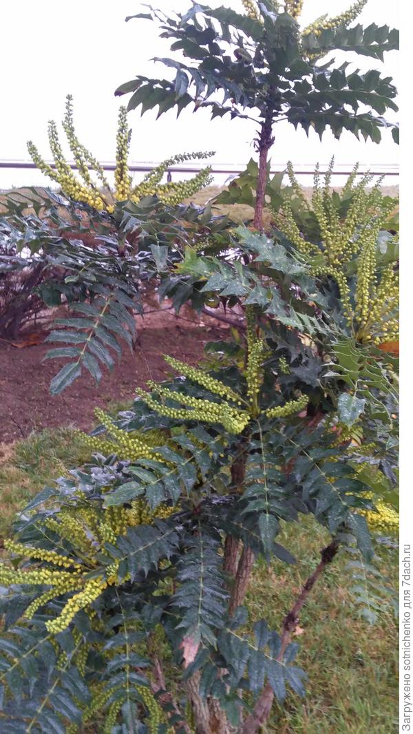 Общий вид.Сегодняшнее фото.