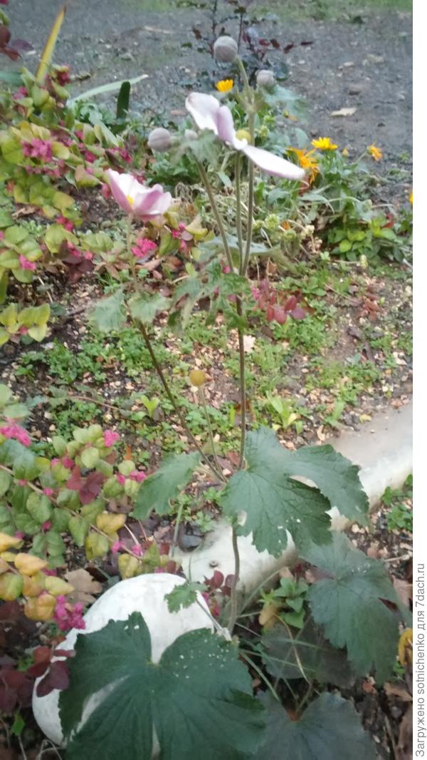 Сегодняшнее фото.