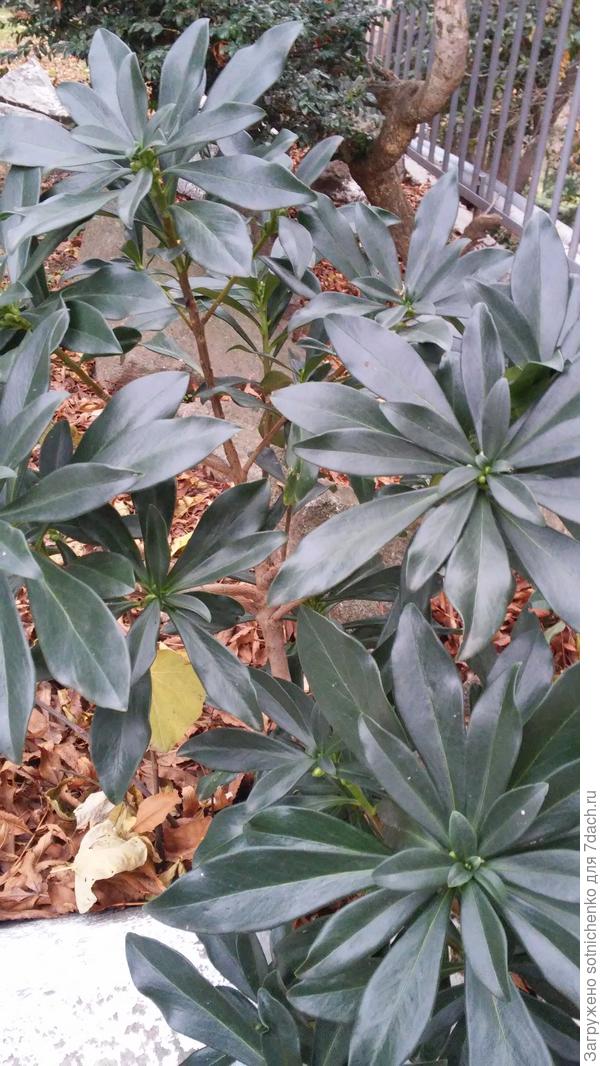 Высота около метра,листья глянцевые не жесткие,при растирании без ярко выраженного запаха.