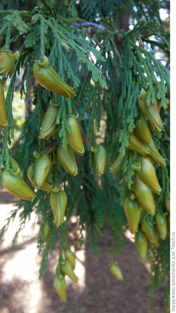 Фото шишек покрупнее сделала в парке Горный в сентябре этого года.