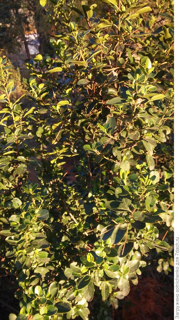 Мое предположение что так выглядит  жостер вечнозелёный или Крушина вечнозелёная(Rhamnus alaternus)