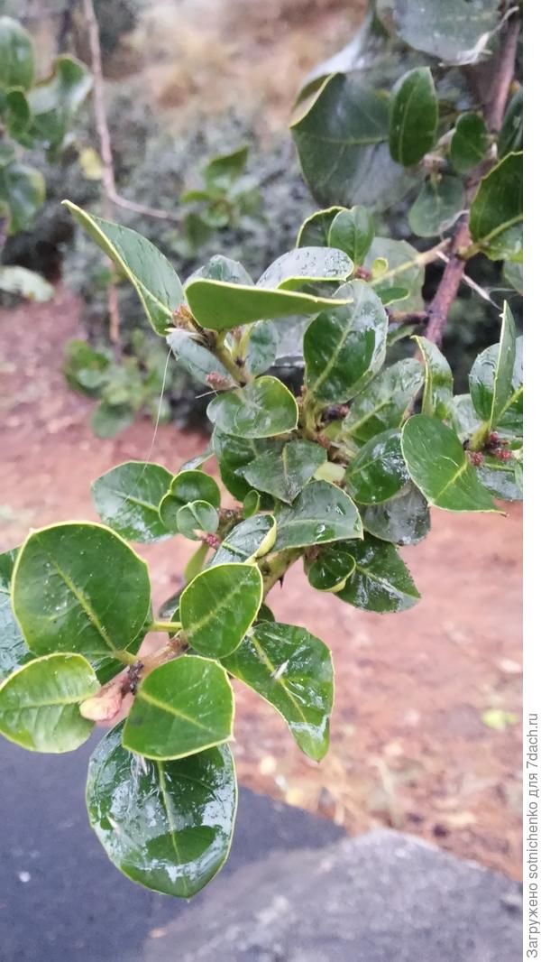 На сегодняшнем фото видно что начитают наливаться цветочные почки у жостера.