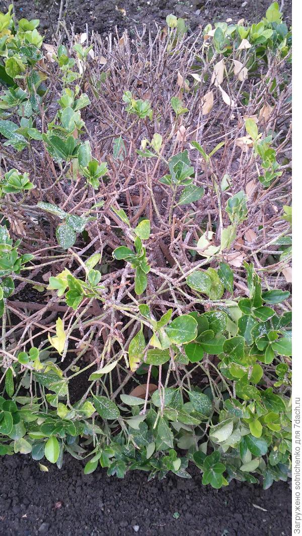 Так выглядят кусты бересклета японского после нескольких лет нахождения на нем вредителя.