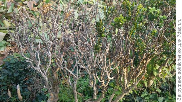 Отрастает немножко,но вид уже не тот.