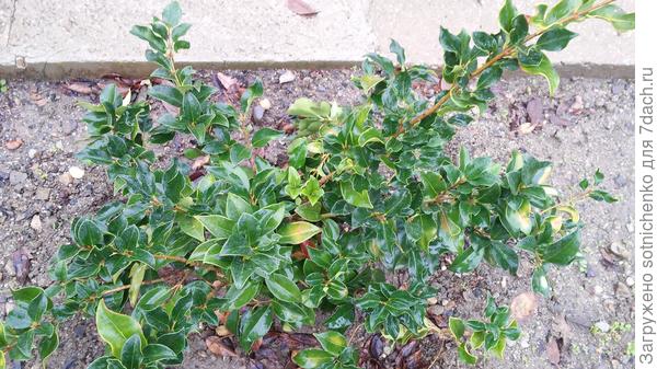 Вечнозеленый,листья плотные,глянцевые.Вчерашнее фото.