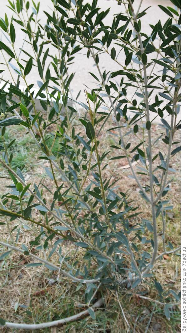 Высадили в прошлом году,сегодняшнее фото.