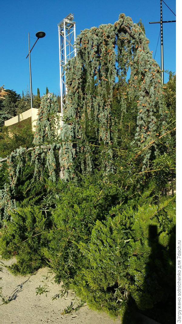 Возможно кедр атласский 'Сизый Плакучий'. Ноябрь прошлого года.