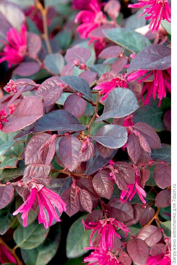 А пока полюбуемся цветением ремнелепестника китайского,фото из интернета!