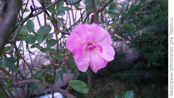 Роза Бэнкса. Сегодняшнее фото.