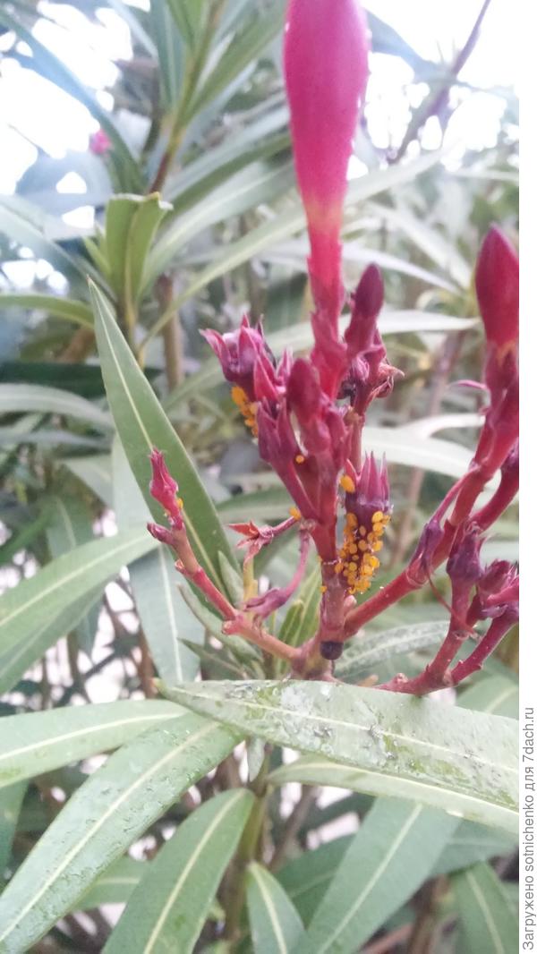 Фото олеандра и желтой тли.Фото сделала в ноябре прошлого года.