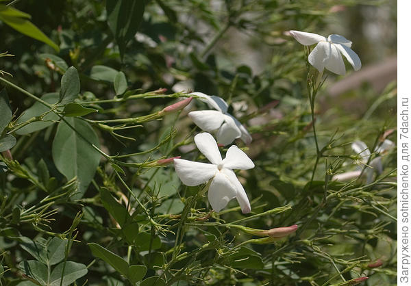 Жасмин лекарственный,фото из интернета.Источает  замечательный запах при летнем цветении.