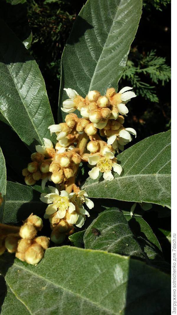 Цветение эриоботрии в декабре.