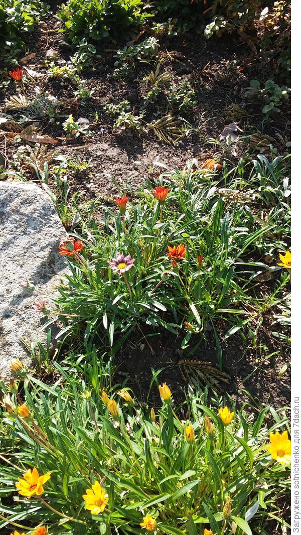 Цветение в декабре.