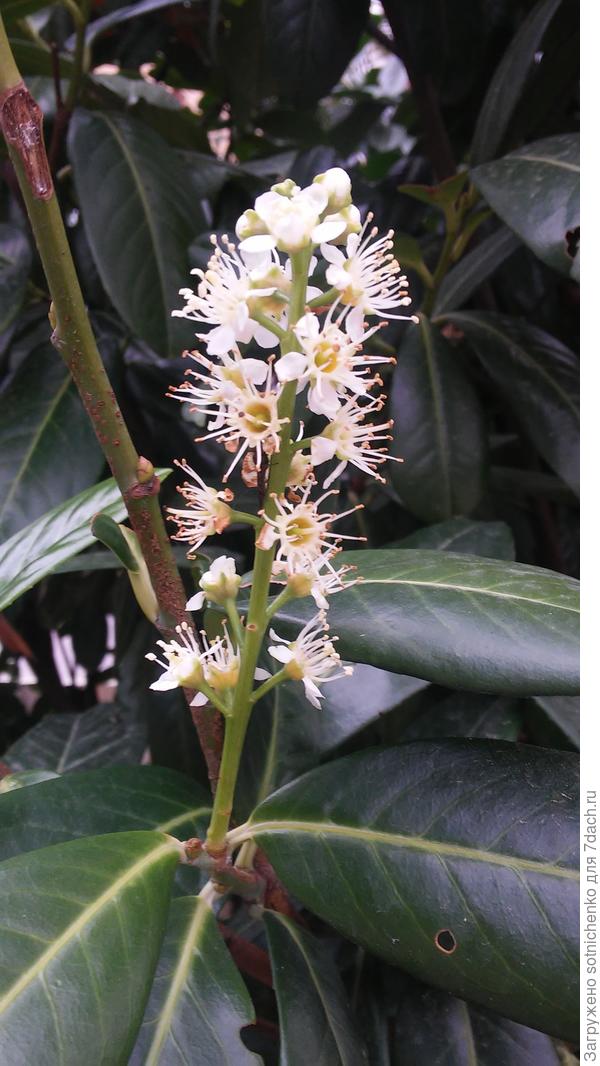 Единичное цветение лавровишни в конце декабря.