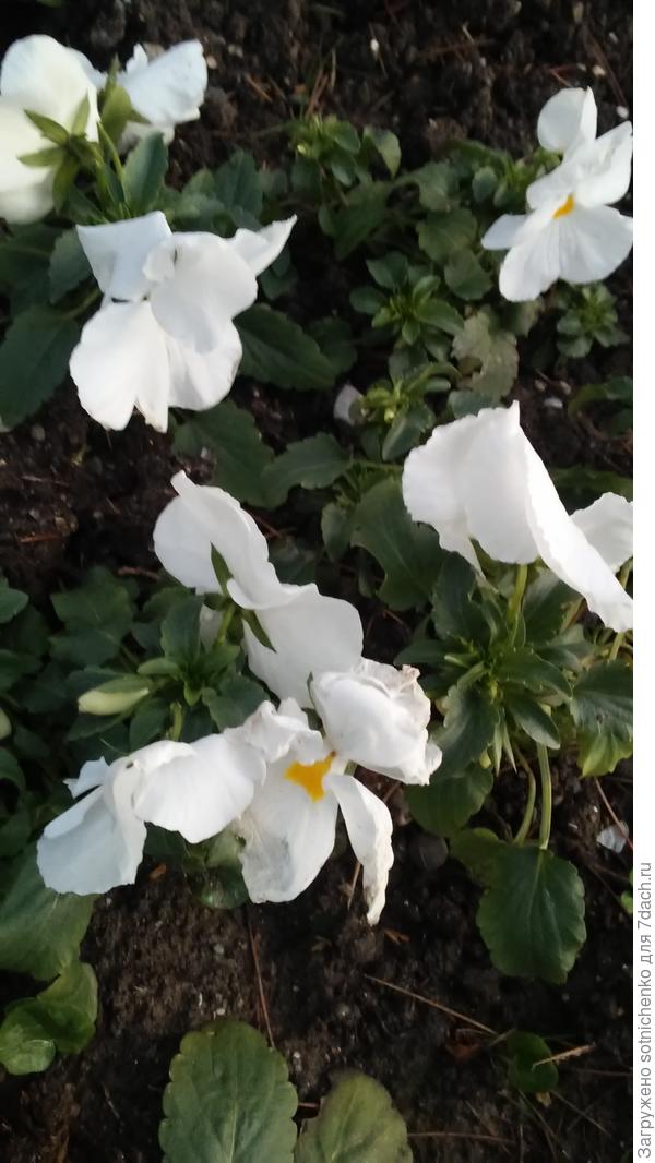 Цветение виолы в Ялте на набережной. Вчерашнее фото.