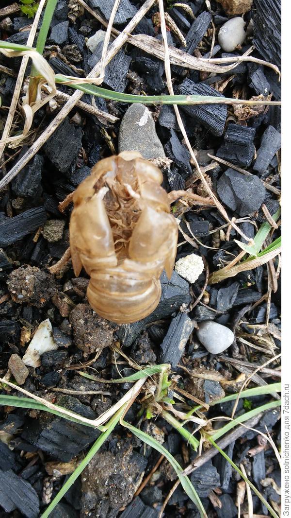 Вот так это выглядит сверху.