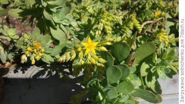 Цветение седума(очиток) Пальмери.