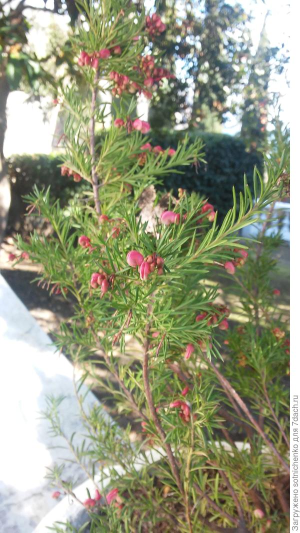 Нарядные семена гревиллеи розмаринолистной.