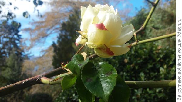 Розам морозы не страшны,цветение «Глория Дей»  .