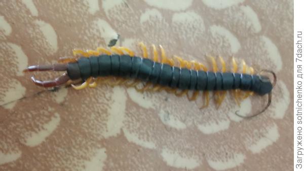 Несколько лет назад по мне пробежалась,почти без последствий.