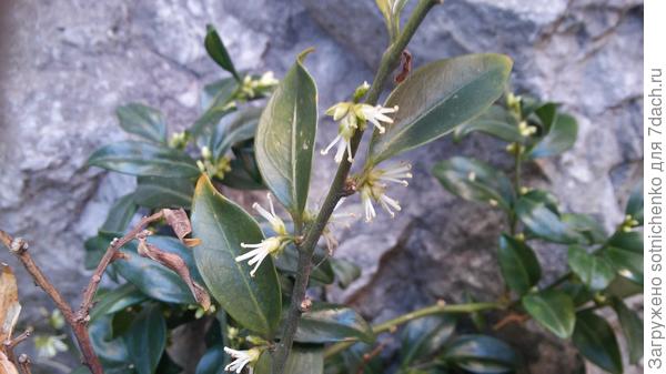 Саркококка низкая, не сбивается с запланированного в феврале-марте цветения.