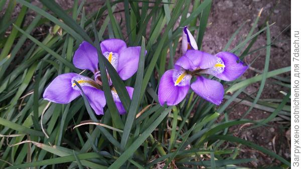 Цветение ириса алжирского(зимнего)продолжается.