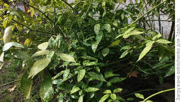 Аукуба японская в феврале.