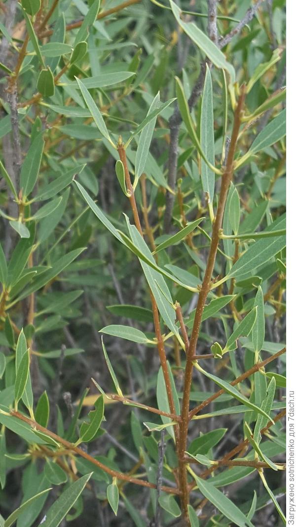 Фото из интернета филлерия (Phillyrea angustifolia)