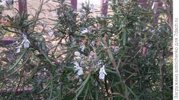 Розмарин в замешательстве зацвести или еще немного подождать.
