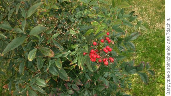 Нандина домашняя.