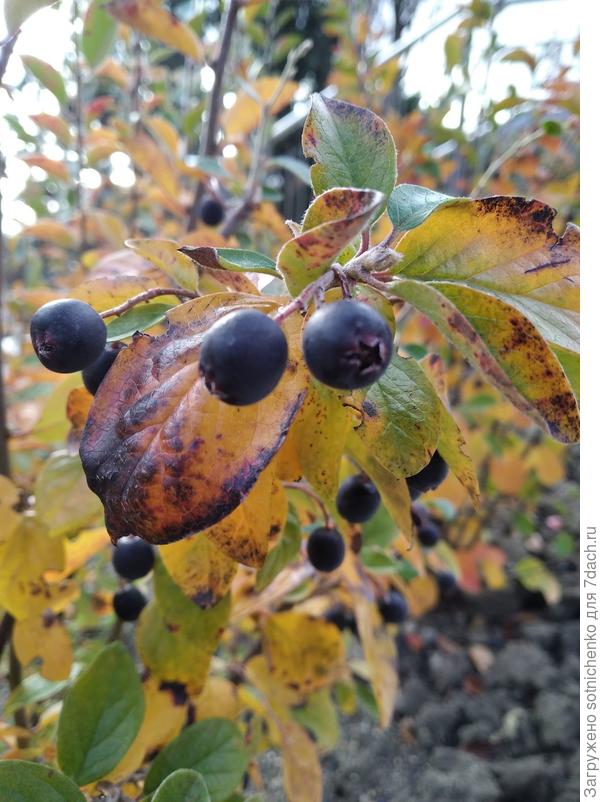 Кизильник блестящий,здесь на сайте определили!