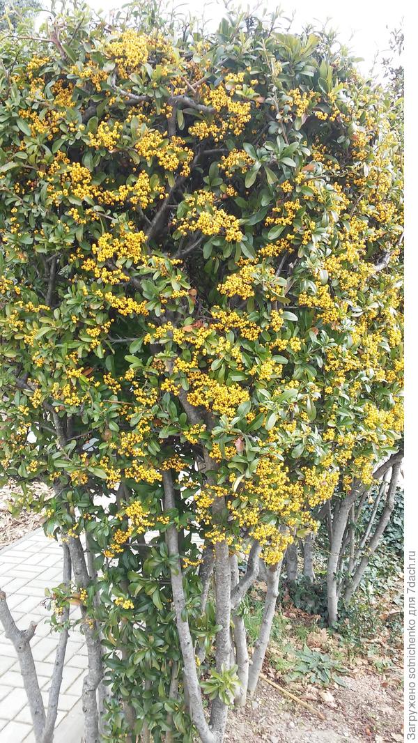 Почти топиарная стрижка пираканты в парке.