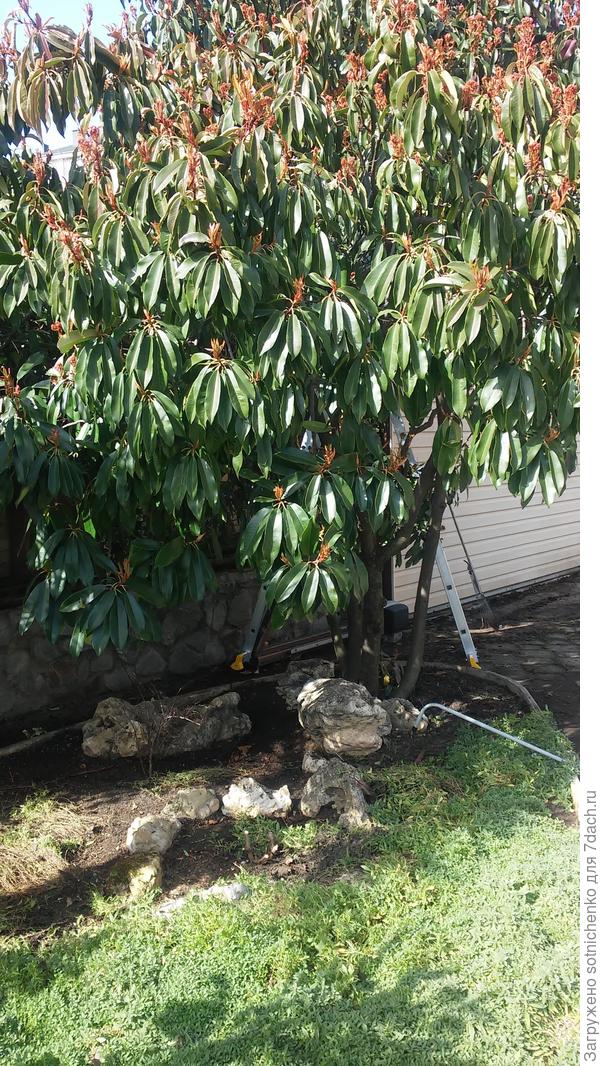 Фотиния пильчатая.