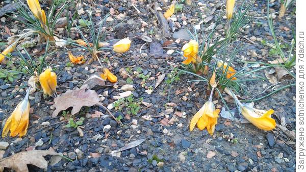 Вот так выглядят крокусы после небольшого мороза,но с потеплением цветочки поднялись.